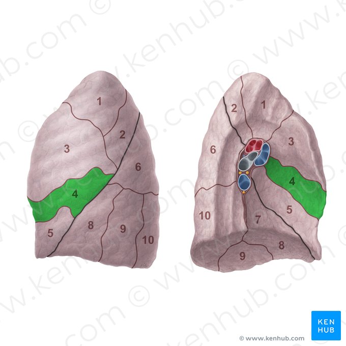 Segmento lingular superior del pulmón izquierdo (Segmentum lingulare superius pulmonis sinistri); Imagen: Paul Kim