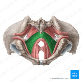 Músculo iliococcígeo (Musculus iliococcygeus); Imagem: Liene Znotina