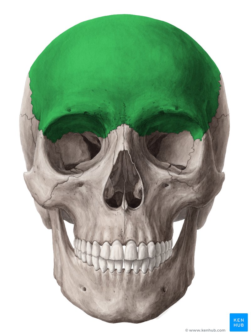 Osso frontal (verde) - vista anterior