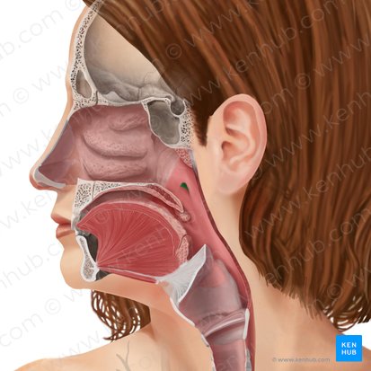 Auditory tube (Tuba auditiva); Image: Begoña Rodriguez