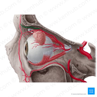 Arteria supratroclear (Arteria supratrochlearis); Imagen: Yousun Koh