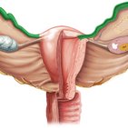 Eileiter (Tuba uterina)