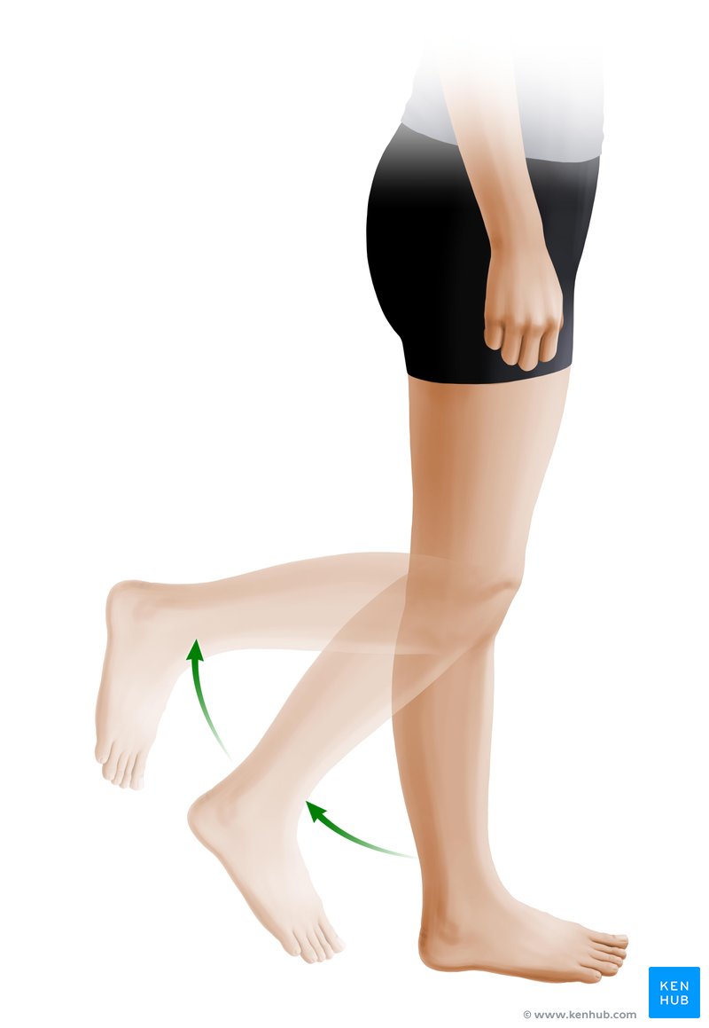 Flexion im Knie - laterale Ansicht