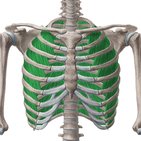 External intercostal muscles