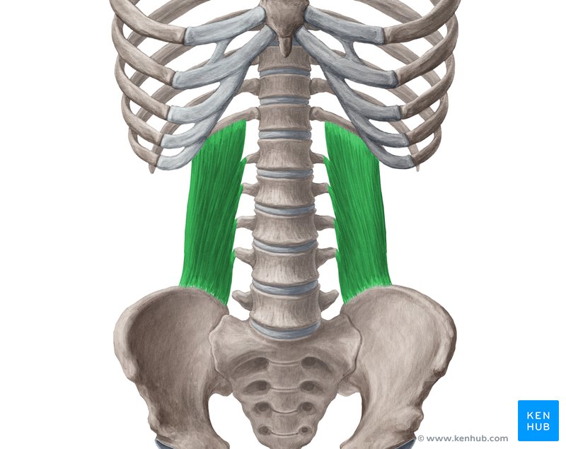 Músculo quadrado lombar (verde) - vista anterior