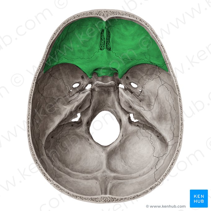 Fossa anterior do crânio (Fossa cranii anterior); Imagem: Yousun Koh