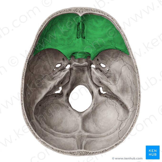 Fosa craneal anterior (Fossa anterior cranii); Imagen: Yousun Koh