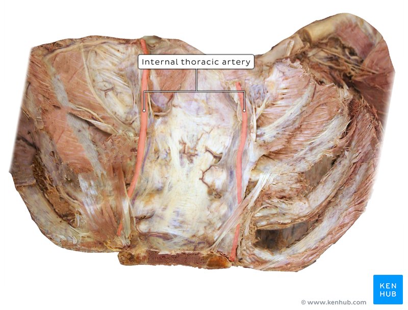 Anterior thoracic wall and internal thoracic arteries - posterior view