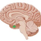 Pituitary gland (hypophysis)