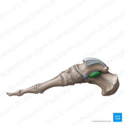 Sustentaculum tali of calcaneus (Sustentaculum tali calcanei); Image: Paul Kim