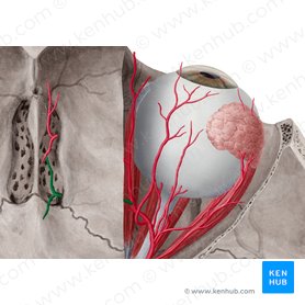 Arteria etmoidal posterior (Arteria ethmoidalis posterior); Imagen: Yousun Koh