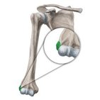 Lateral epicondyle of humerus