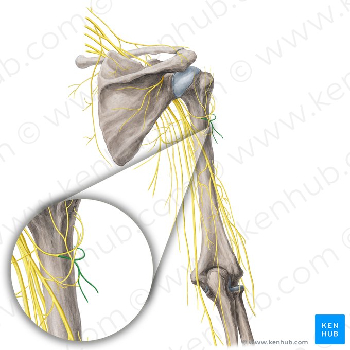 Ramo posterior do nervo axilar (Ramus posterior nervi axillaris); Imagem: Yousun Koh