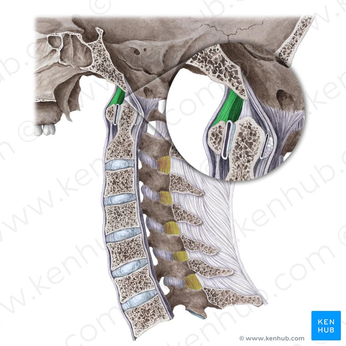 Ligamento atlantoccipital anterior (Ligamentum atlantooccipitalis anterius); Imagem: Liene Znotina