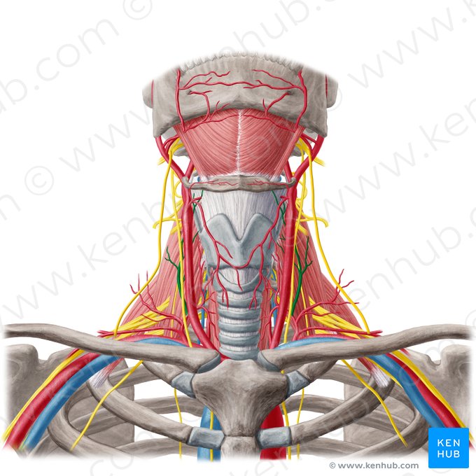 Ascending cervical artery (Arteria cervicalis ascendens); Image: Yousun Koh