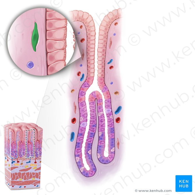 Fibroblast (Fibroblastus); Image: Paul Kim