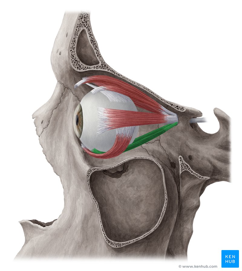 Inferior rectus muscle (Musculus rectus inferior)