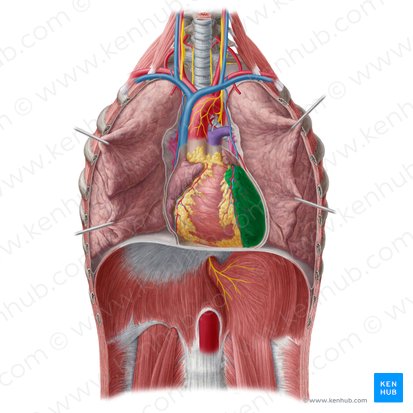 Ventrículo izquierdo (Ventriculus sinister cordis); Imagen: Yousun Koh