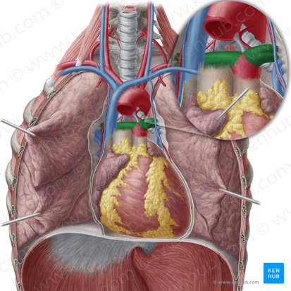 Artéria pulmonar (Arteria pulmonalis); Imagem: Yousun Koh