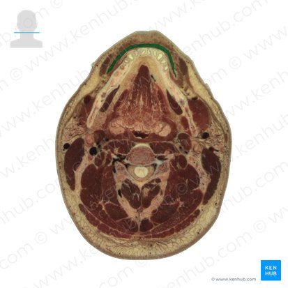 Orbicularis oris muscle (Musculus orbicularis oris); Image: National Library of Medicine