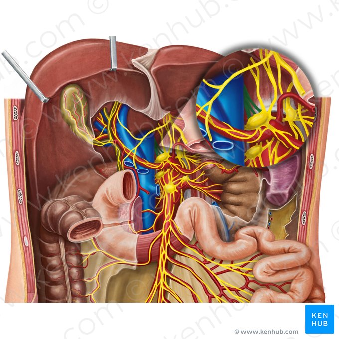 Right greater thoracic splanchnic nerve (Nervus splanchnicus thoracicus major dexter); Image: Irina Münstermann