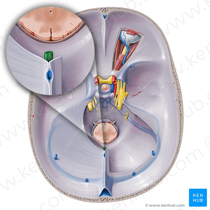 Veia cerebral magna (Vena magna cerebri); Imagem: Paul Kim