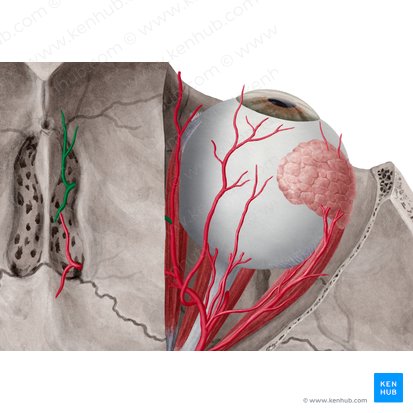 Anterior ethmoidal artery (Arteria ethmoidalis anterior); Image: Yousun Koh