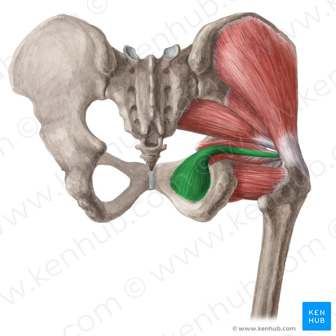 Musculus obturatorius internus (Innerer Hüftlochmuskel); Bild: Liene Znotina