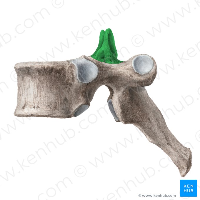 Processus articulaire supérieur de la vertèbre (Processus articularis superior vertebrae); Image : Liene Znotina