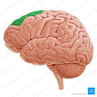 Superior frontal gyrus (Gyrus frontalis superior); Image: Paul Kim