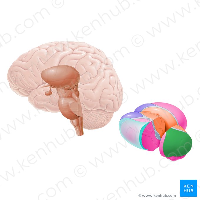 Pulvinar of thalamus (Pulvinar thalami); Image: Paul Kim