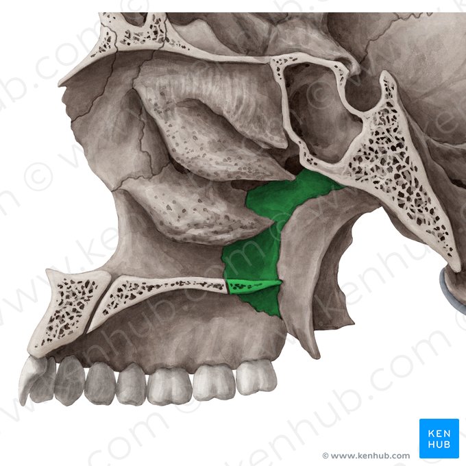 Palatine bone (Os palatinum); Image: Yousun Koh