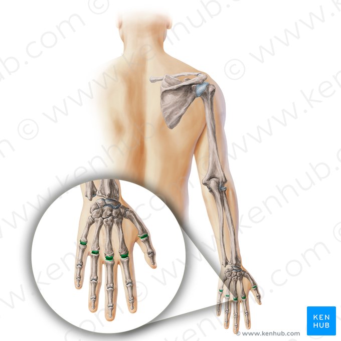 Metacarpophalangeal joints (Articulationes metacarpophalangeae); Image: Paul Kim