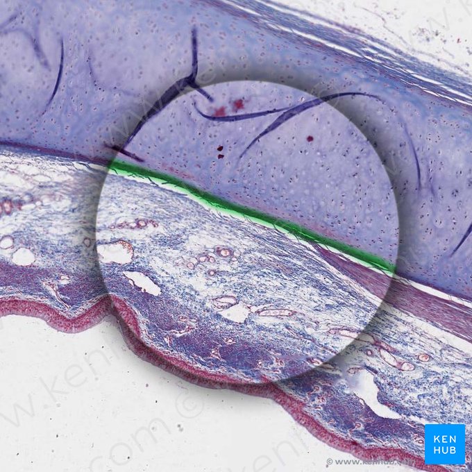 Perichondrium; Bild: 