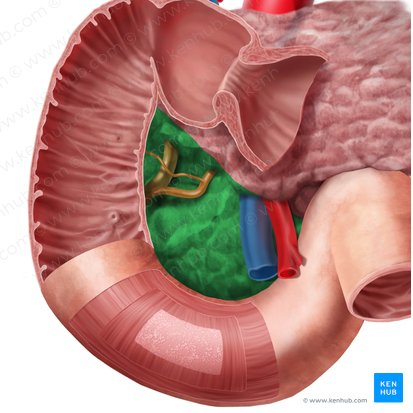 Caput pancreatis (Bauchspeicheldrüsenkopf); Bild: Begoña Rodriguez