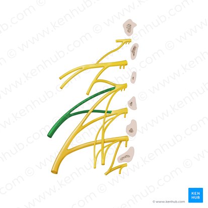 Lateral femoral cutaneous nerve (Nervus cutaneus lateralis femoris); Image: Begoña Rodriguez