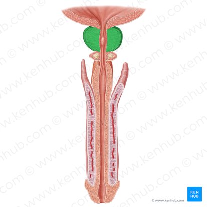 Próstata (Prostata); Imagem: Samantha Zimmerman