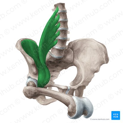 Músculo iliopsoas (Musculus iliopsoas); Imagen: Liene Znotina