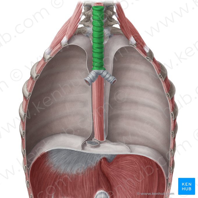 Traqueia (Trachea); Imagem: Yousun Koh