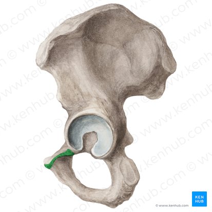 Crête obturatrice du pubis (Crista obturatoria ossis pubis); Image : Liene Znotina