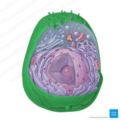 Membrana plasmática (Plasmalemma); Imagem: Paul Kim