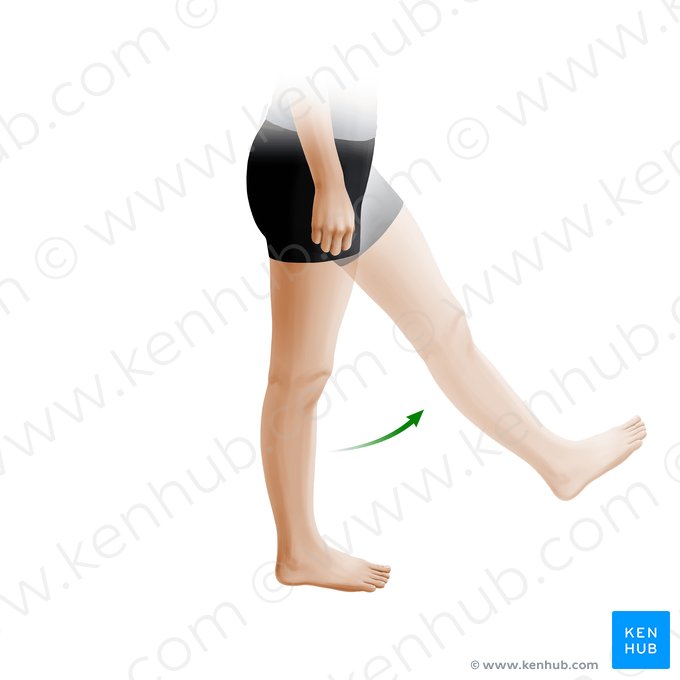 Flexion of thigh (Flexio femoris); Image: Paul Kim