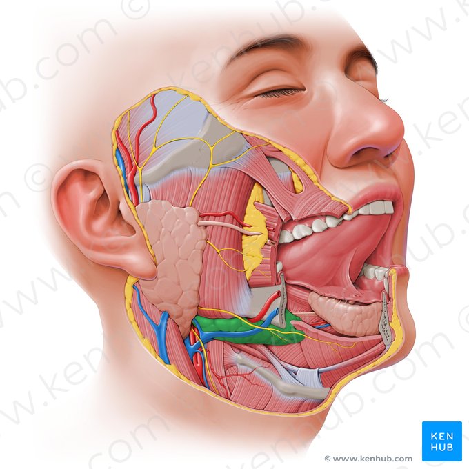 Glándula submandibular (Glandula submandibularis); Imagen: Paul Kim