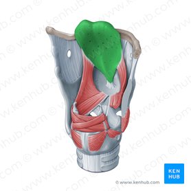 Epiglottic cartilage (Cartilago epiglottica); Image: Paul Kim