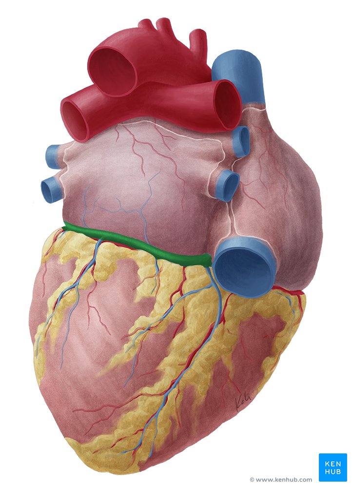 Artérias E Veias Do Coração Anatomia E Função Kenhub