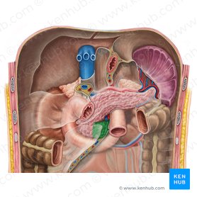 Proceso unciforme del páncreas (Processus uncinatus pancreatis); Imagen: Irina Münstermann
