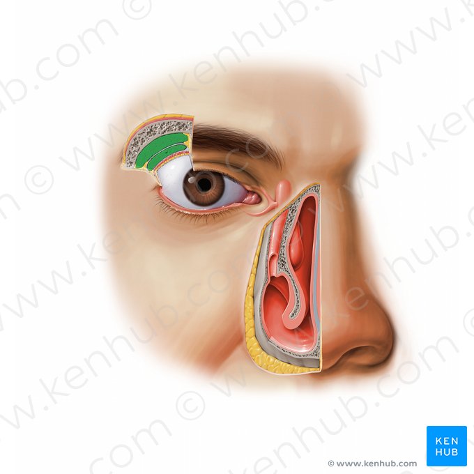 Glândula lacrimal (Glandula lacrimalis); Imagem: Paul Kim