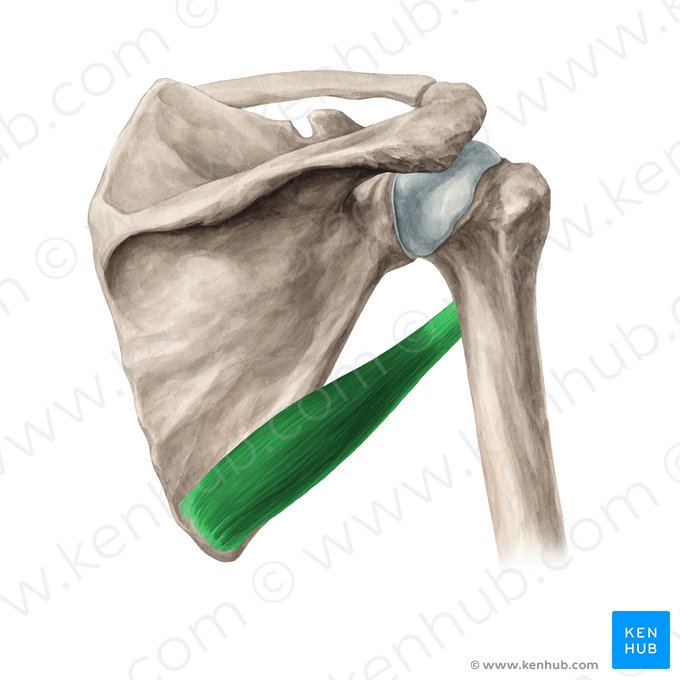 Teres major muscle (Musculus teres major); Image: Yousun Koh