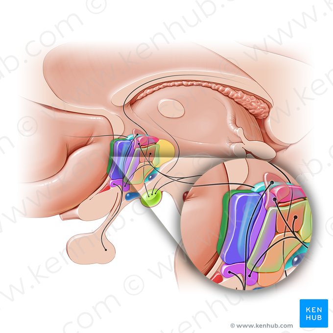 Lateral preoptic nucleus (Nucleus preopticus lateralis); Image: Paul Kim
