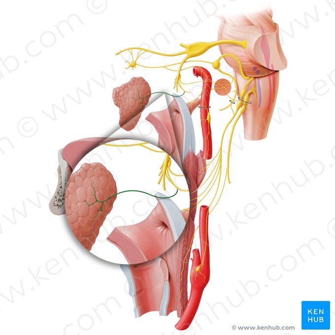 Parotid branch of auriculotemporal nerve (Ramus parotideus nervi auriculotemporalis); Image: Paul Kim